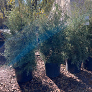 Carolina Sapphire Cypress