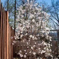 Potted Magnolia Centennial Blush plant ready for planting