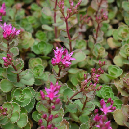 Sedum spurium &