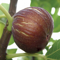 Ischia Fig Tree