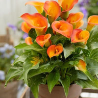 Calla Lily Orange Plant