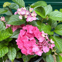 Let's Dance Lovable Hydrangea
