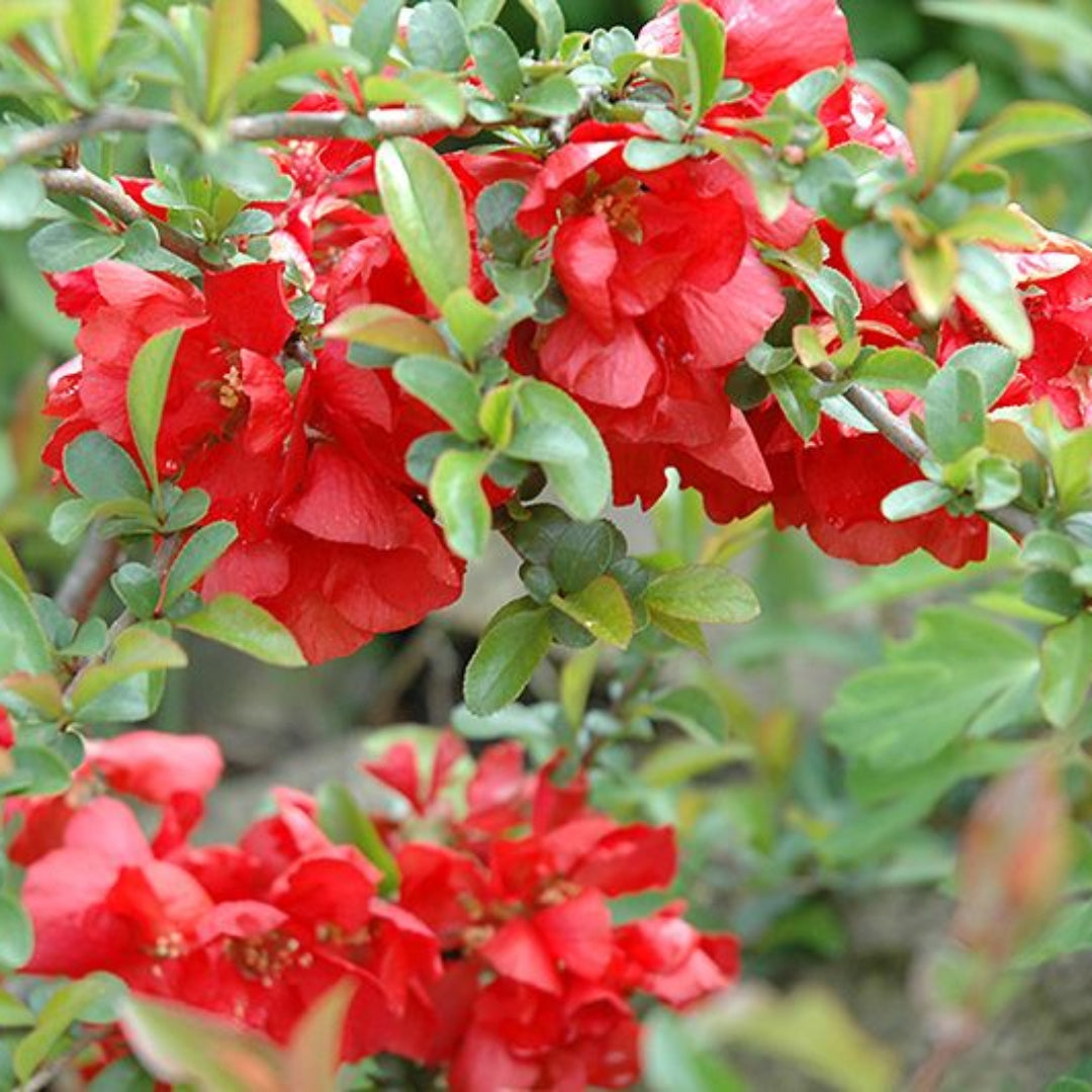Texas Scarlet Flowering Quince
