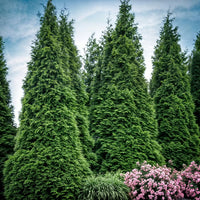 Green Splendor Arborvitae