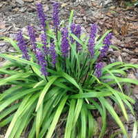 Liriope Muscari Royal Purple plant close-up
