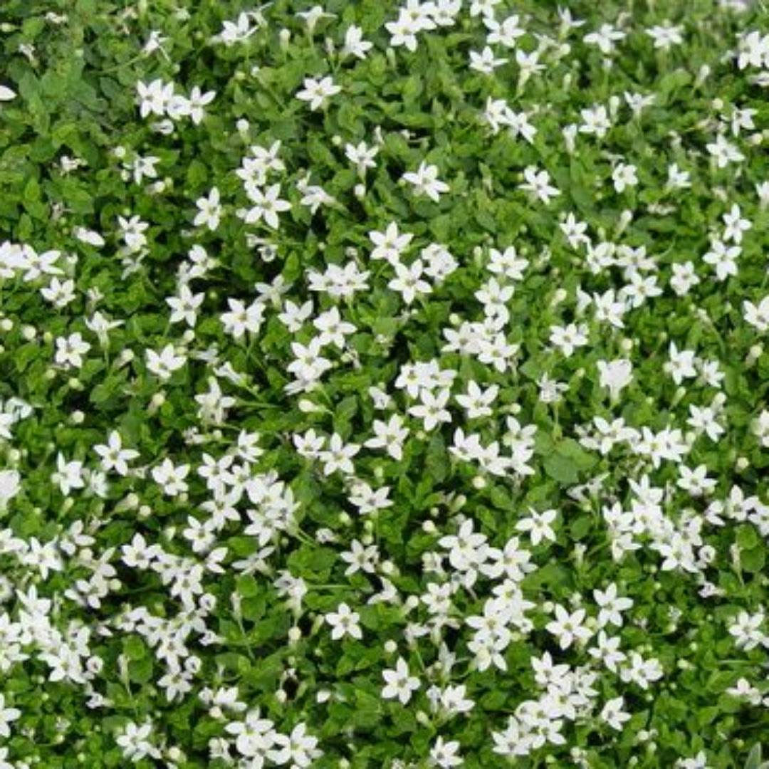 Isotoma fluviatilis White Star Creeper - [EG]