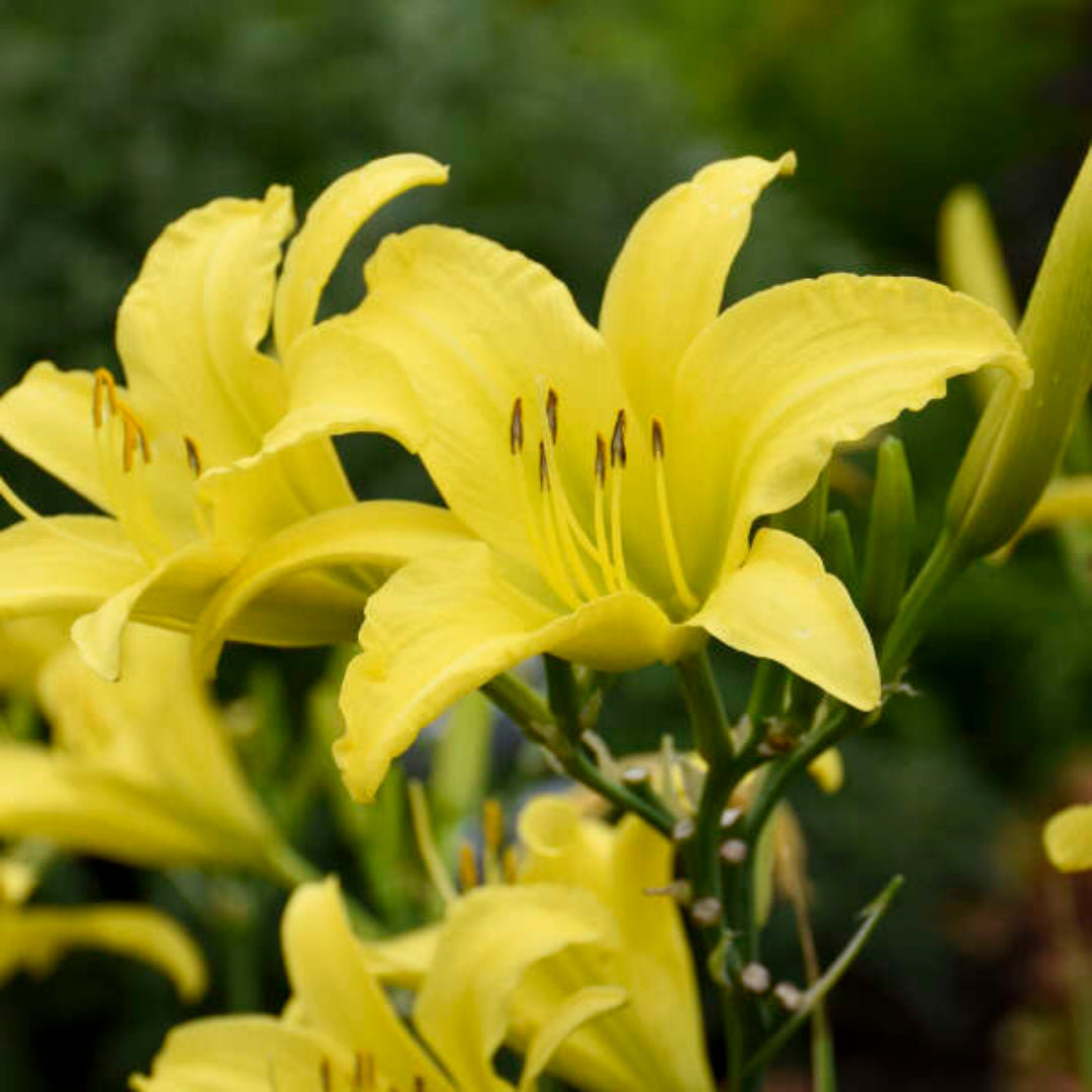 Hemerocallis &