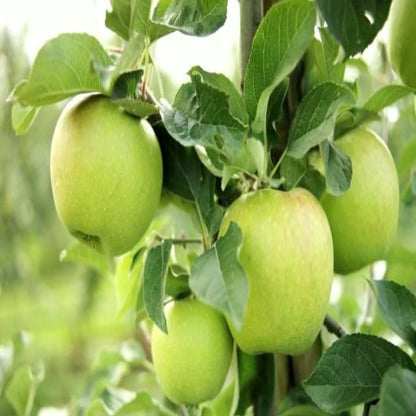 Mutsu Apple Tree