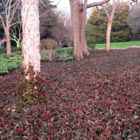 Wintercreeper Euonymus Coloratus bed in winter