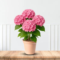 Close-up of Ada Lynn Hydrangea flowers showing rich pink tones and healthy leaves