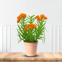 Butterfly Weed (Asclepias tuberosa) garden planting with multiple orange flower clusters
