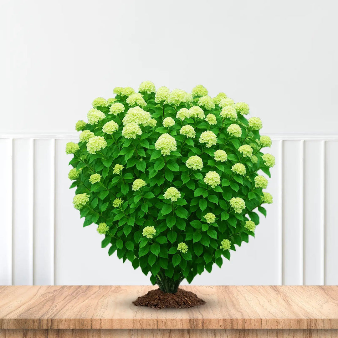 Little Lime Hydrangea with Rounded Green Flowers