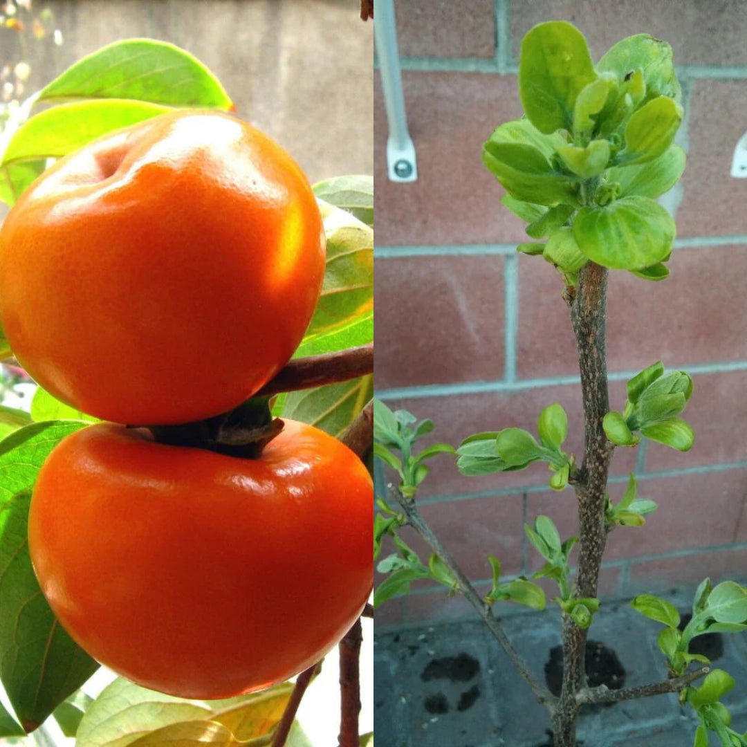 Jiro Fuyu Japanese Persimmon
