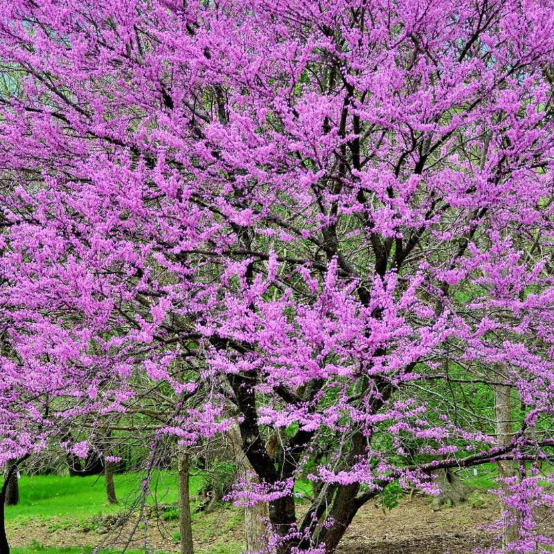 Dwarf Don Egolf Redbud Tree