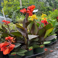 Canna 'Cannova Bronze Orange' Canna Lily - [EG]