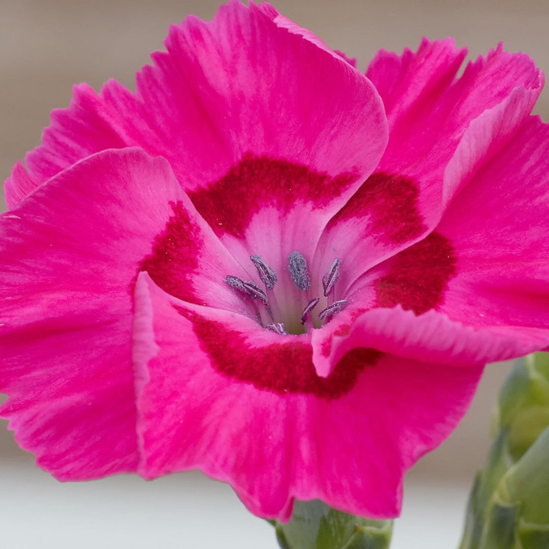 Dianthus American Pie &