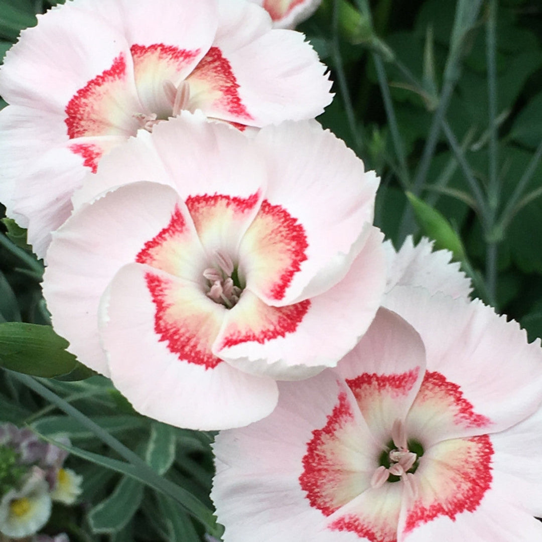 Dianthus American &