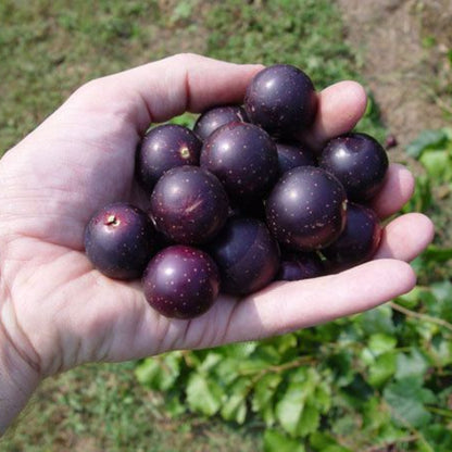 Nesbitt Muscadine Grape Vine