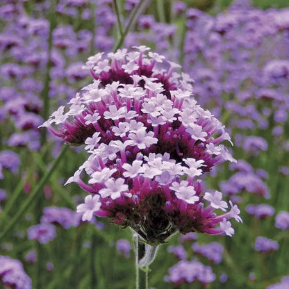 Verbena Bonariensis Lollipop - [EG]