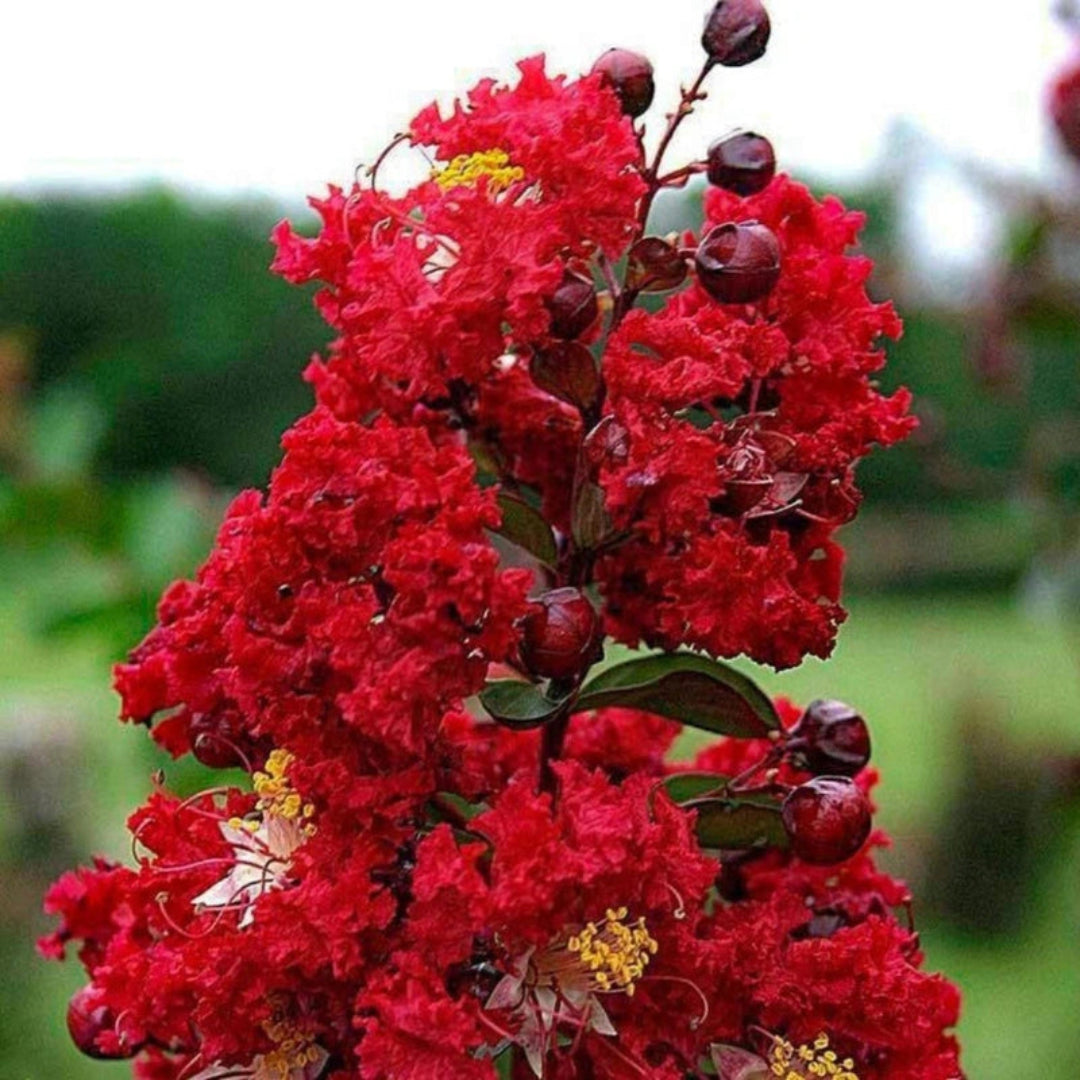 Close-up of Red Rocket Crape Myrtle blossoms with rich red coloring