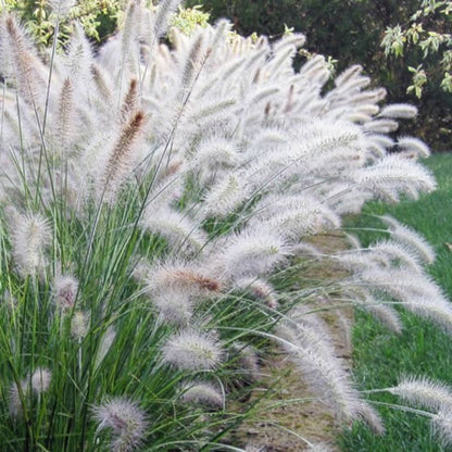 Grass: Pennisetum alopecuroides &
