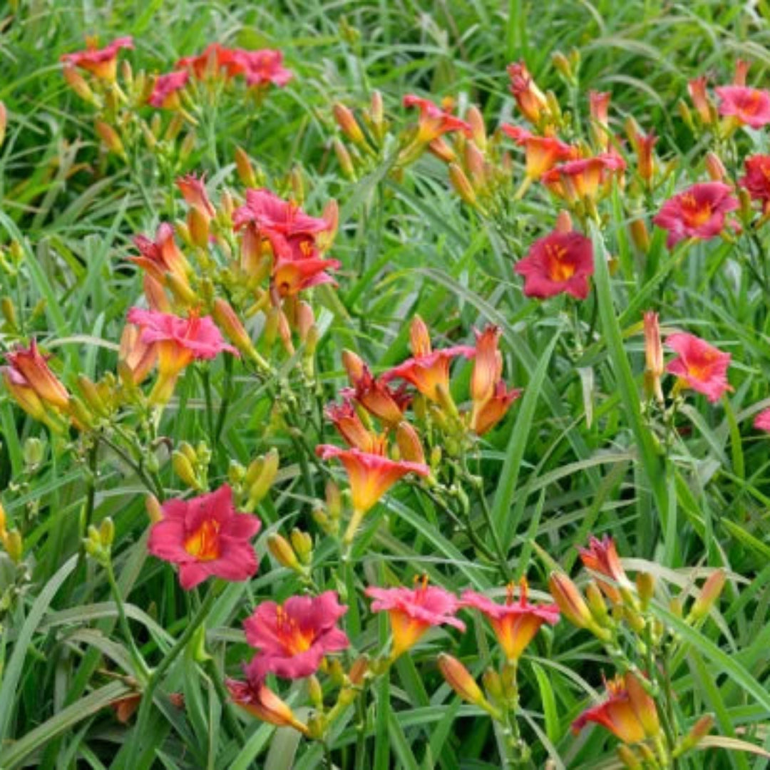 Daylily Cranberry Babies
