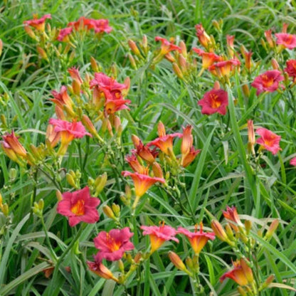 Daylily Cranberry Babies