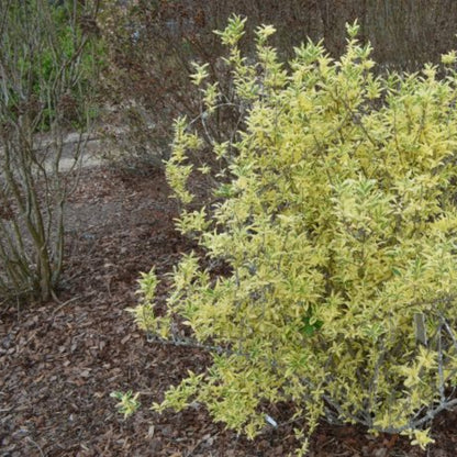 Forsythia  &