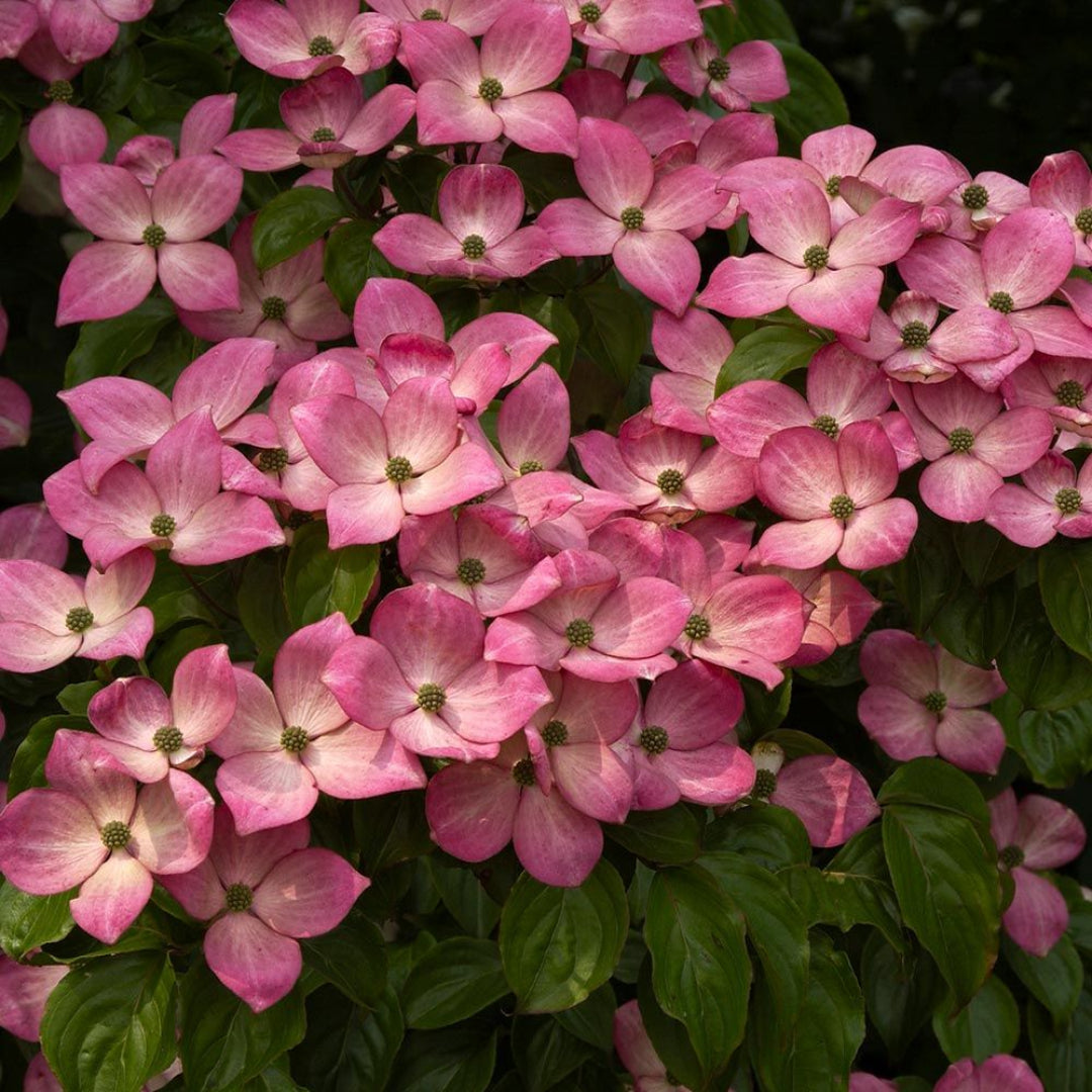 Pink Kousa Dogwood