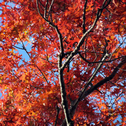 Red Oak Tree