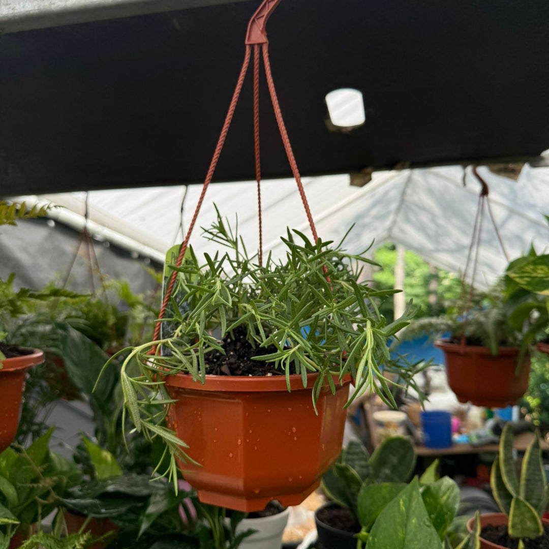 live plants hanging baskets Rosemary ‘Prostratus’ Hanging Basket – Trailing Herb Plant