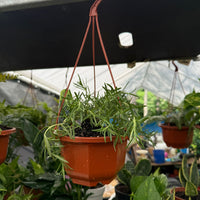 Rosemary 'Prostratus'  Hanging Basket (Live Plant)