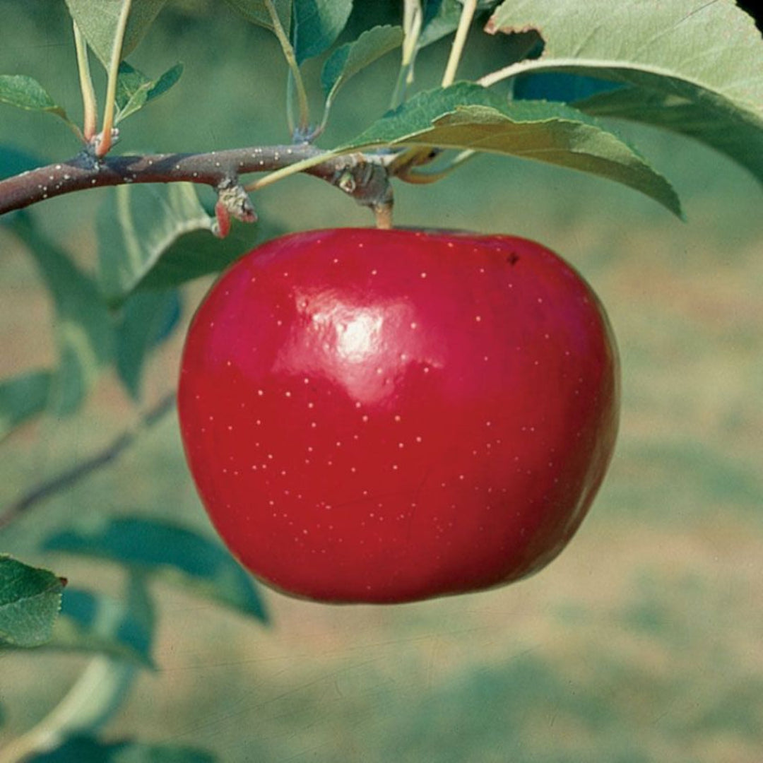 Red Rome Beauty Apple Tree