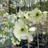 Super Cherokee Princess Dogwood Tree in full garden bloom