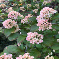  Kern's Pink Snowball Viburnum Shrub Showing Pale Pink Blossoms and Rounded Growth