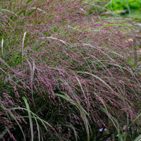 Grass: Panicum 'Apache Rose' Switchgrass
