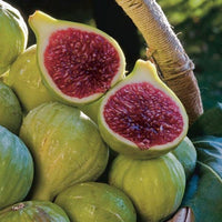 Ischia Fig Tree