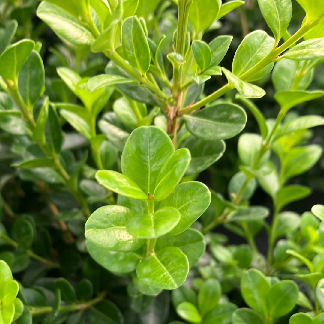 Korean Boxwood Wintergreen