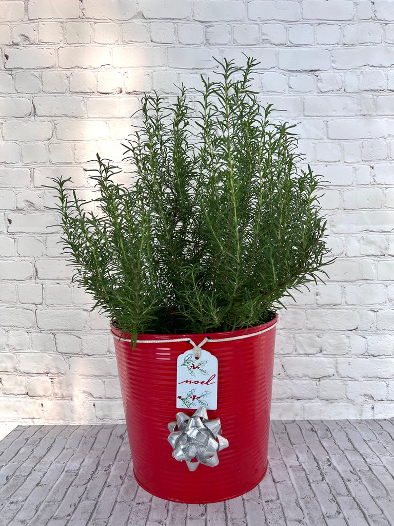 Buy Live Christmas Trees Plants Online in Pixies Gardens