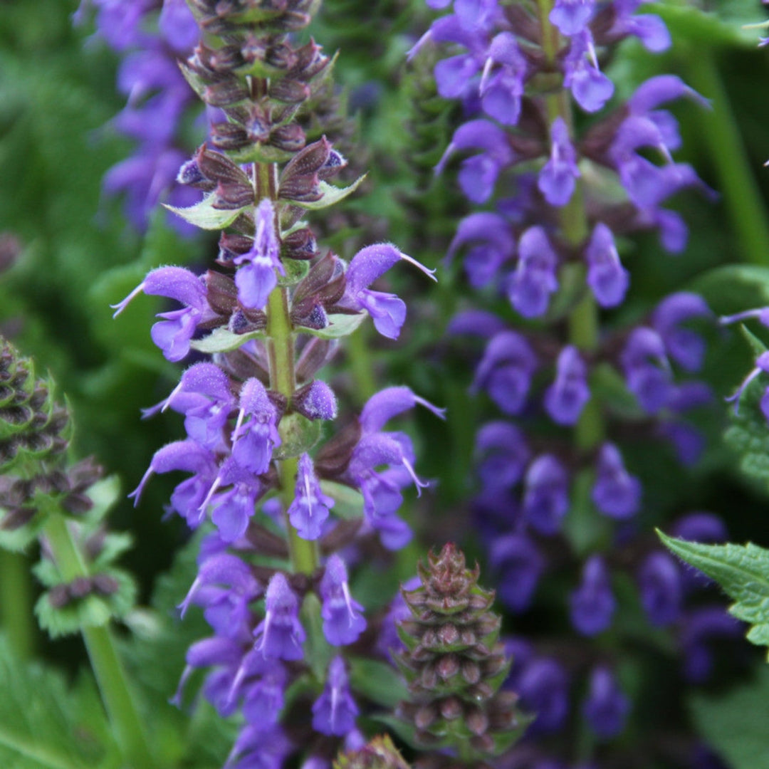 Salvia nemorosa Sallyrosa &
