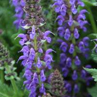 Salvia nemorosa Sallyrosa 'April Night' - [EG]