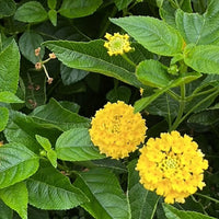 Lantana 'Luscious Royale Lemon Tart' - [EG]
