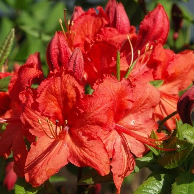 Re-Blooming Red Azalea. Evergreen Flowering Shrub