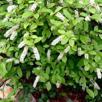 Henry's Garnet Sweetspire