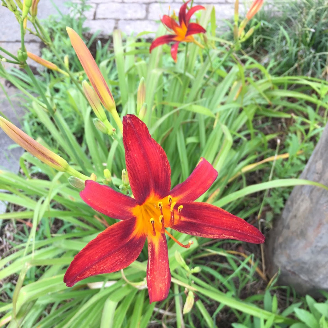 Black Prince Lilly Gorgeous Reddish-Black Blooms with Many Buds
