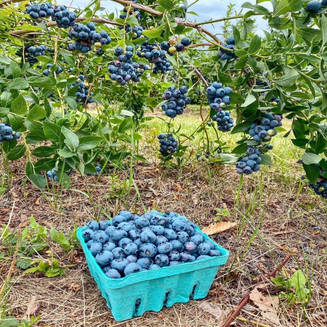 Blueberry Bush Variety Pack Combo