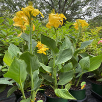 Blooming yellow Canna Lily flower close up outdoor plant view