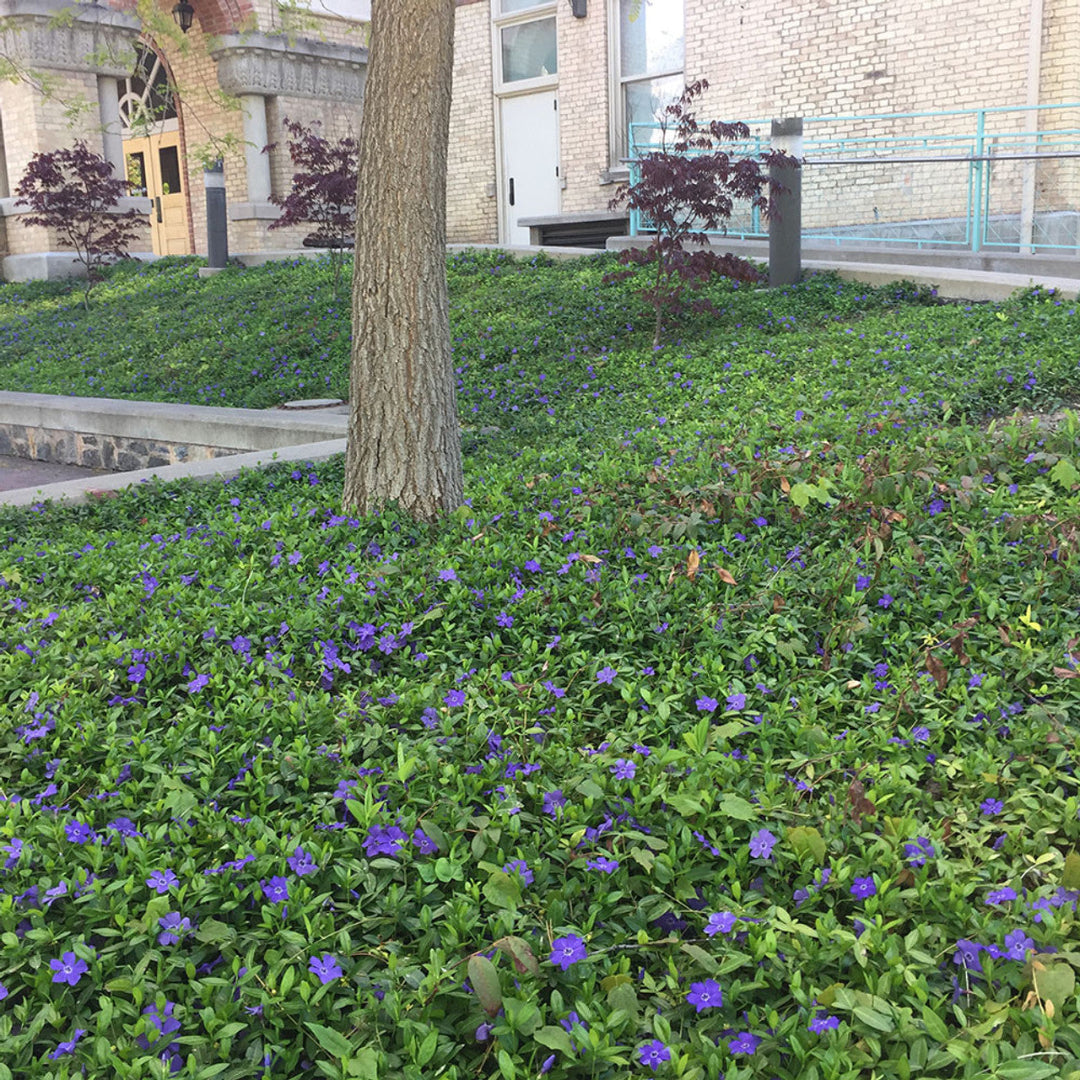 Vinca minor ground cover in bloom