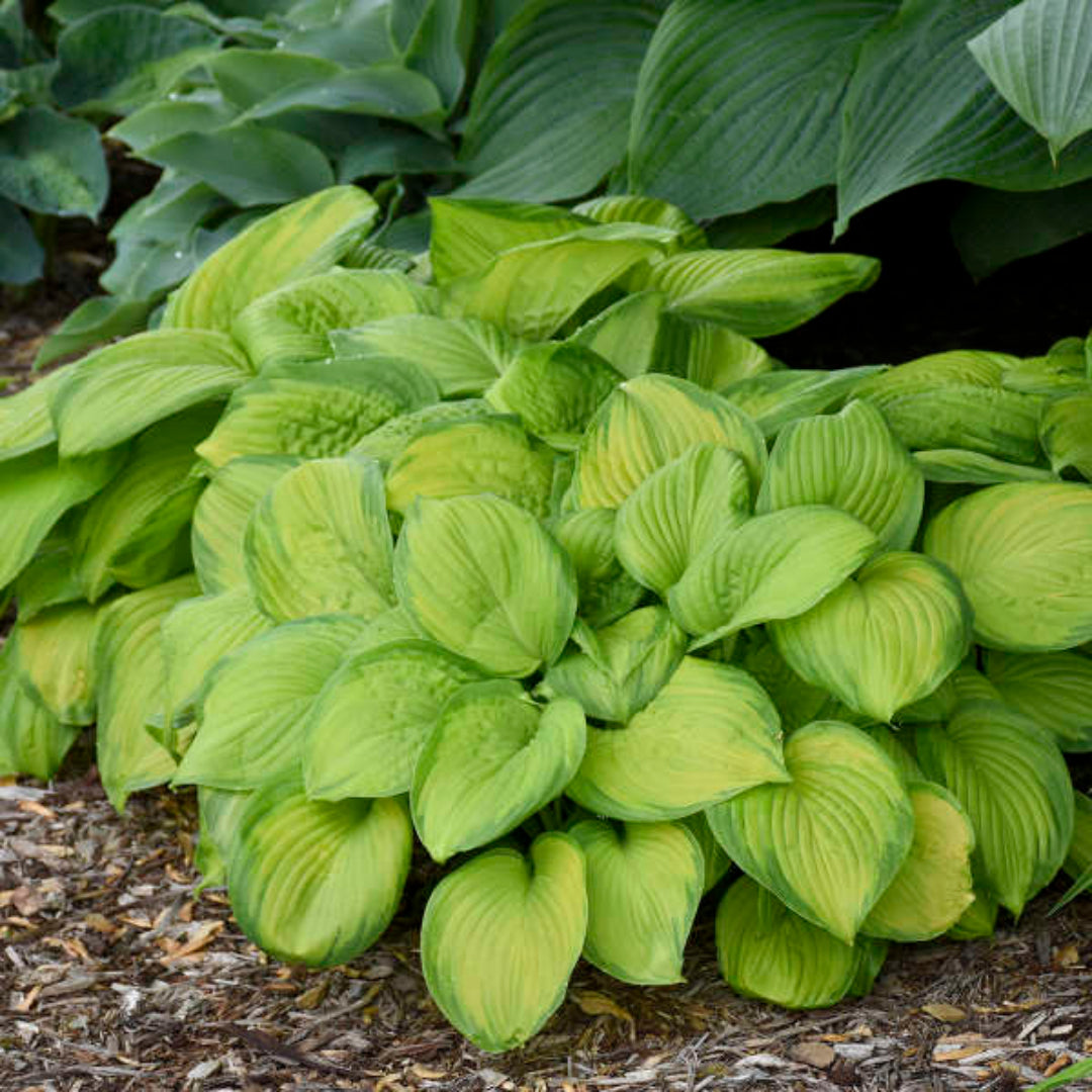 Hosta &