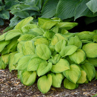 Hosta 'Stained Glass' - [EG]